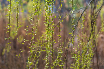 The first green leaves on the twigs. Selective focus. Spring concept. natural bokeh effect