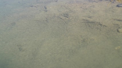 underwater photography, fish in shallow water