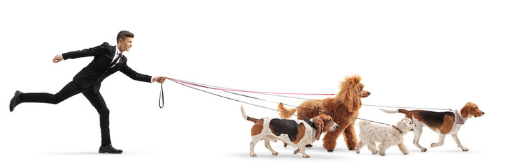 Young man in a suit walking a maltese poodle, red poodle, beagle and basset hound dog