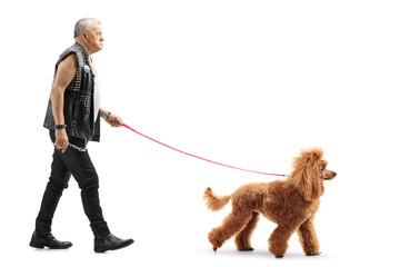 Grumpy senior man in leather vest walking a fancy groomed red poodle dog