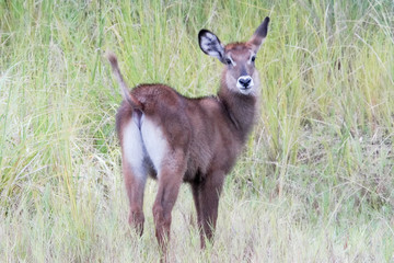 Antilope de agua in Murchison falls