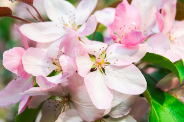 flowering fruit trees