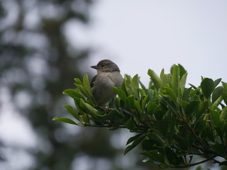 Petit oiseau de Madère