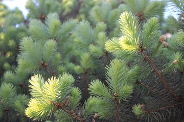 pine tree branch