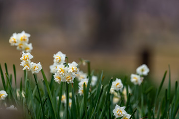 Narcissus daffodil flower