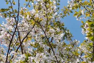 Cherry blossoms and young leaves, Yamazakura