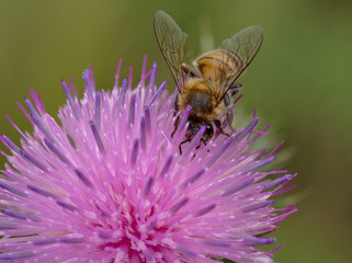 A honey bee collecting nectar from a thistle flower in Villa de Merlo, San Luis, Argentina.
