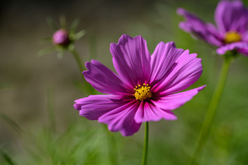 Pink cosmos flowers
