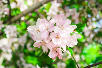 flowering fruit trees