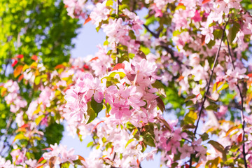 blooming apple, peach and pear
