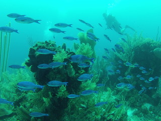 Obraz na płótnie Canvas Fish seen in Belize while SCUBA Diving