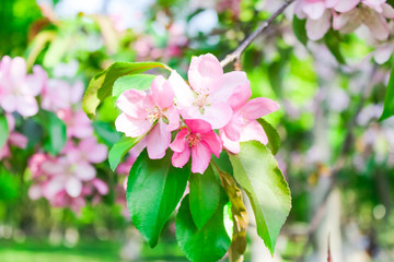 blooming apple, peach and pear
