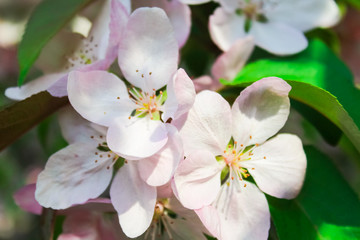 blooming apple, peach and pear