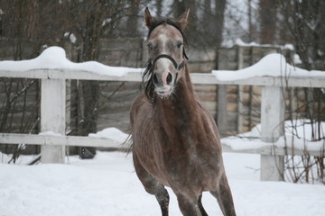 A young Arabian 1-year-old stallion gallops in a pigeon against a fence and a winter forest. The...