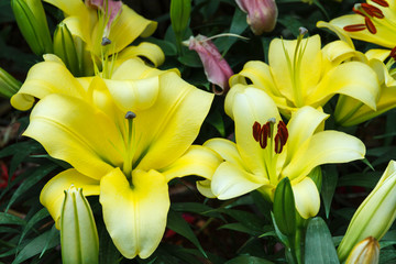 Yellow Day Lily Flower.