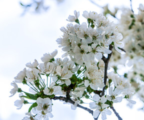 Blossoming branch apple. Bright colorful spring flowers 