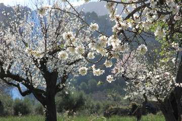Mandelblüte auf mallorca