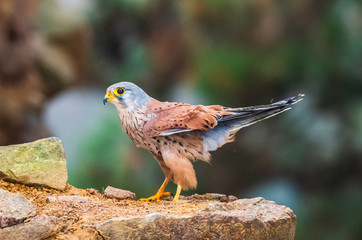 Common kestrel (Falco tinnunculus) in natural habitat