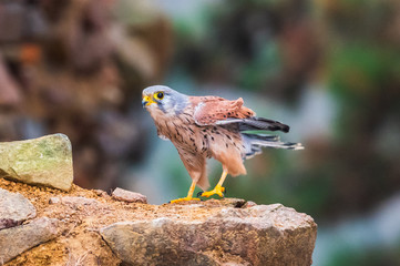 Common kestrel (Falco tinnunculus) in natural habitat