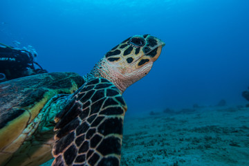 Fototapeta premium Hawksbill sea turtle in the Red Sea, dahab, blue lagoon sinai