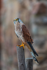 Common kestrel (Falco tinnunculus) in natural habitat