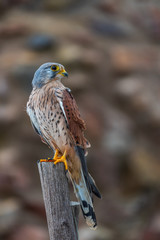 Common kestrel (Falco tinnunculus) in natural habitat