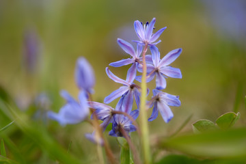 Wild growing squill
