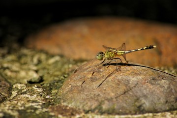dragonfly on a stone