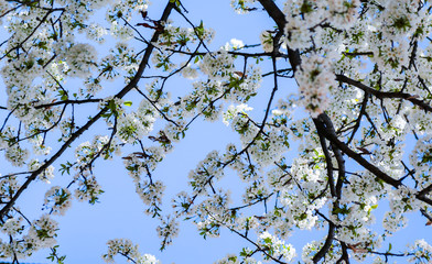 Blossoming branch apple. Bright colorful spring flowers 