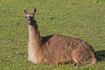 Lama auf grüner Wies