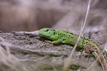 Early spring: green lizard sitting on a trunk of a tree