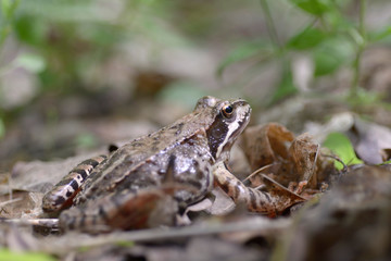 Gray frog sitting