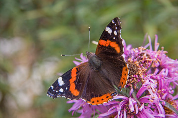 Admiral - Schmetterling auf lila Blüte