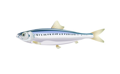 Sardine, Ivasi fish isolated on light background. Fresh fish in a simple flat style. Vector for design seafood packaging and market illustration. EPS10. Marine life or water nature