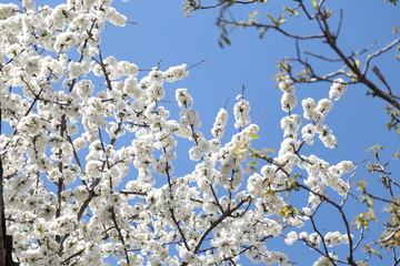 Blossoming branch apple. Bright colorful spring flowers 