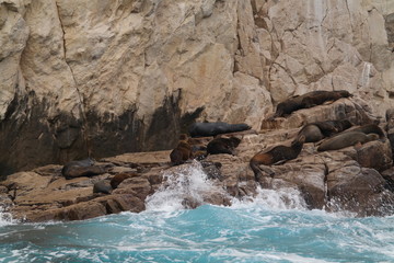 Seals sunning themselves on rocks in Cabo San Lucas, Mexico