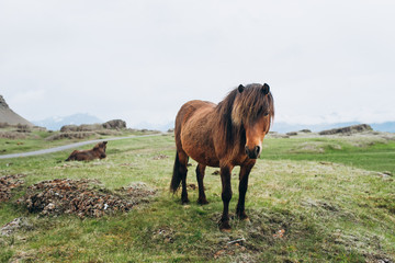 The brown horse stands on a green field.