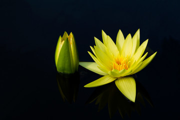 Yellow lotus flower in the pond