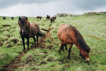 The horses are in the green field. Brown horses in the field.