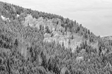 Snowy pine forest in Slovakia, Black and White