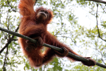 Orang-utan 