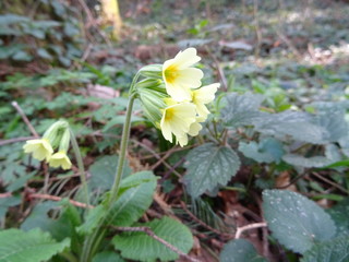Schlüsselblume im Wald