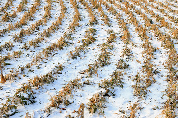 dry plants in the snow
