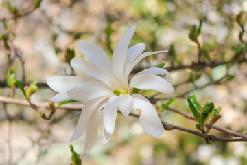 blooming magnolias in spring park