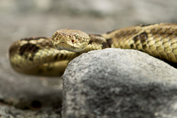 Rattlesnake pit viper bang poisonous dangerous harmful look out stay away beer run scales eyes