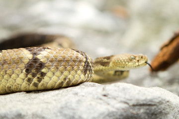 Rattlesnake pit viper bang poisonous dangerous harmful look out stay away beer run scales eyes