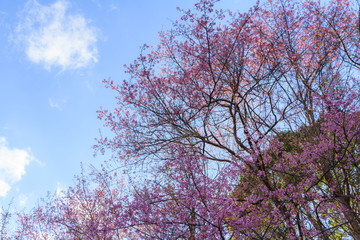 Prunus cerasoides, Wild himalayan cherry flowers with blue sky background.Thai sakura flowers.