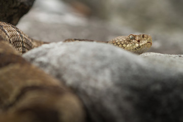 Rattlesnake pit viper bang poisonous dangerous harmful look out stay away beer run scales eyes