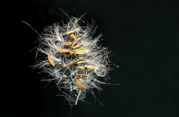 dandelion seed flying in the air