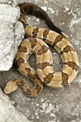 Rattlesnake pit viper bang poisonous dangerous harmful look out stay away beer run scales eyes